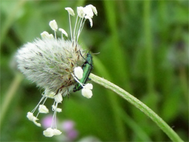 If we do not have a picture for this weed, or you can provide a better picture (scan, digital camera etc) please please e-mail it to us.